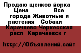 Продаю щенков йорка › Цена ­ 10 000 - Все города Животные и растения » Собаки   . Карачаево-Черкесская респ.,Карачаевск г.